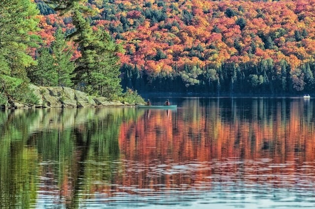 fall leaves