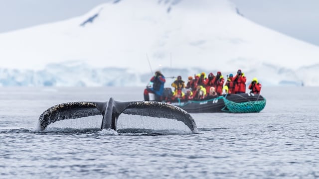wilhelmina bay antarctica