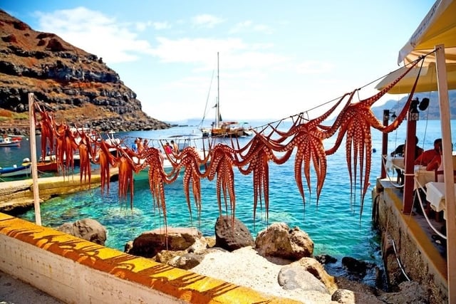 Octopus
