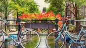 Bikes on the Canal