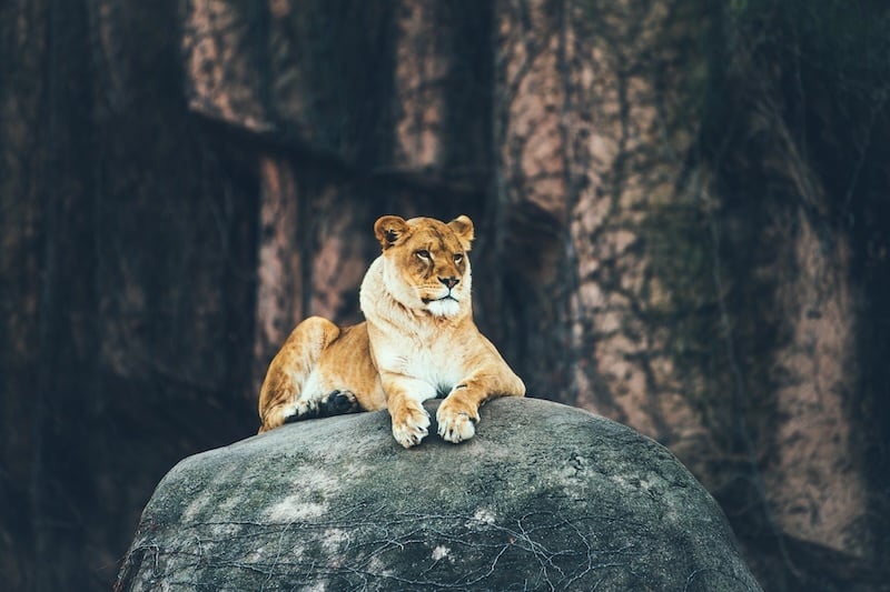 AfricaLionAdventure