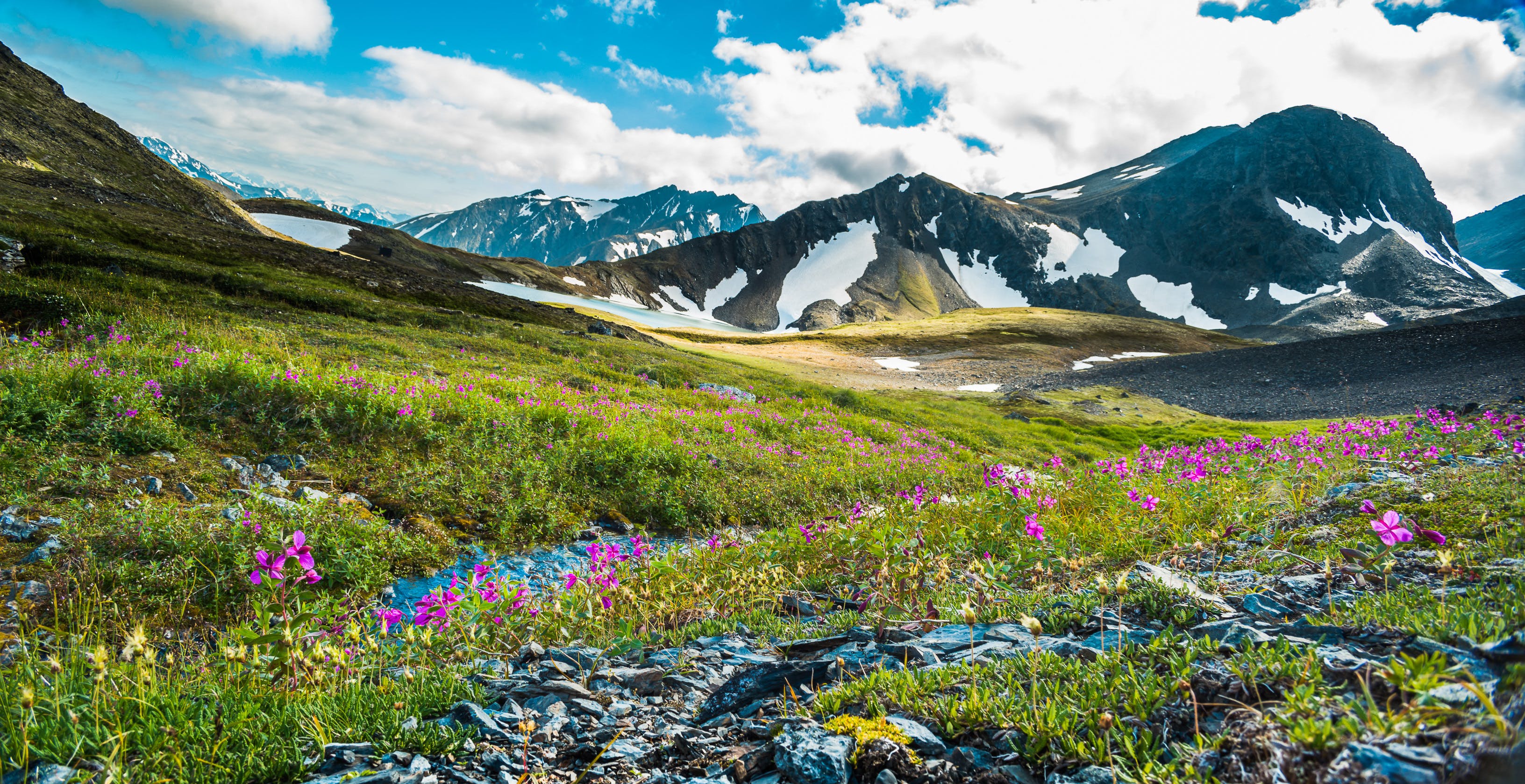 Alaska in full bloom.