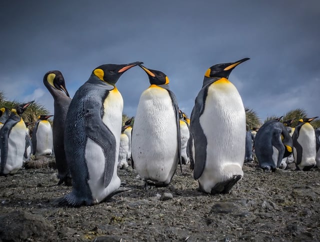 Antarctic Emperor Penguins