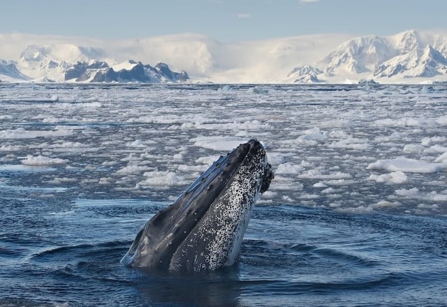 ArcticaPolarWhaleExpedition-1