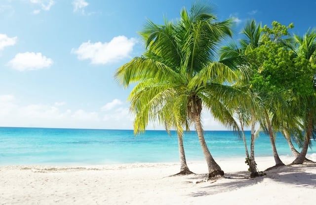 Caribbean sea and coconut palms copy