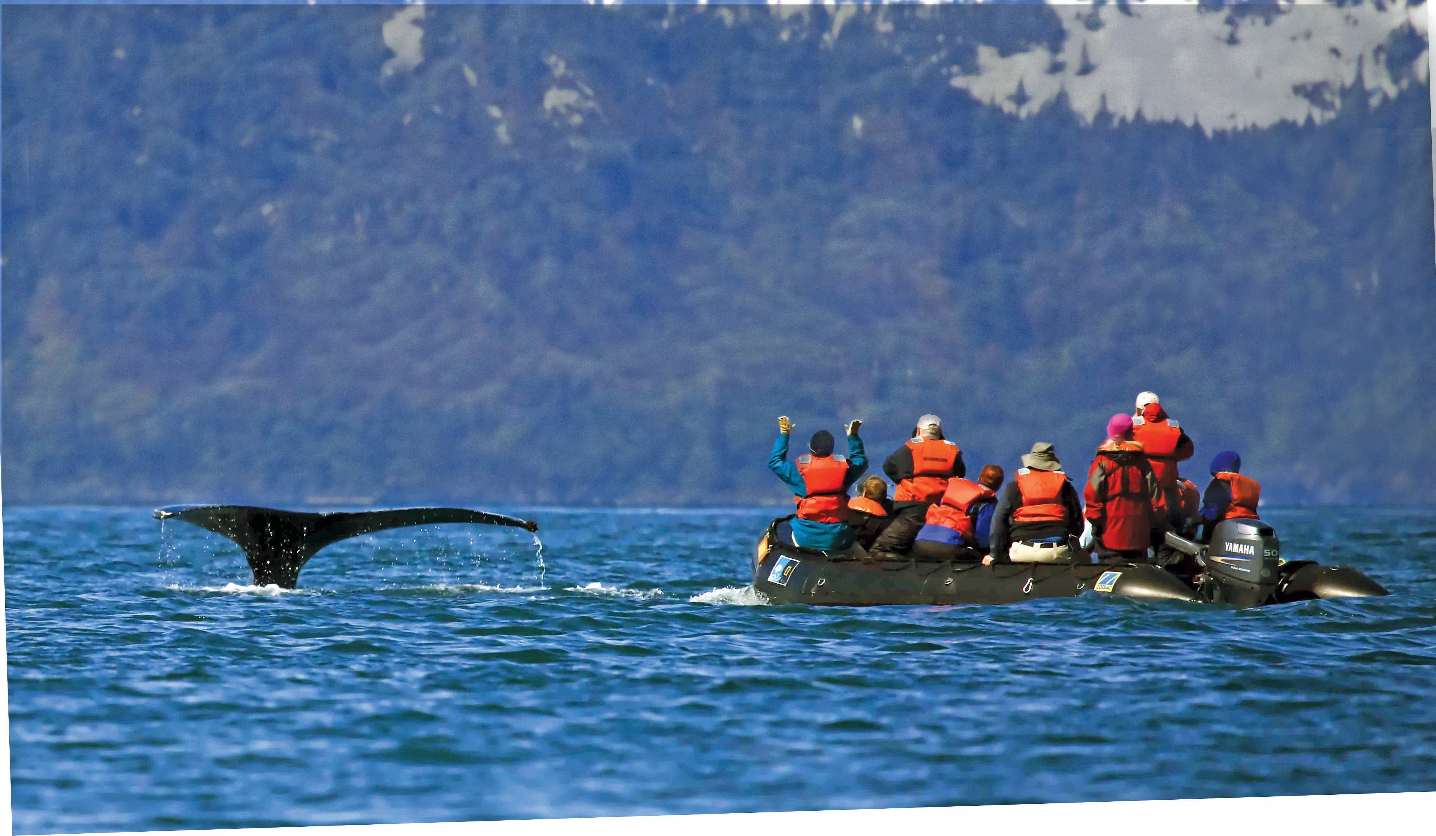 Lindblad - Alaska Whale