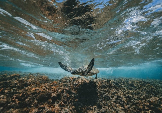 Sea Turtle Galapagos