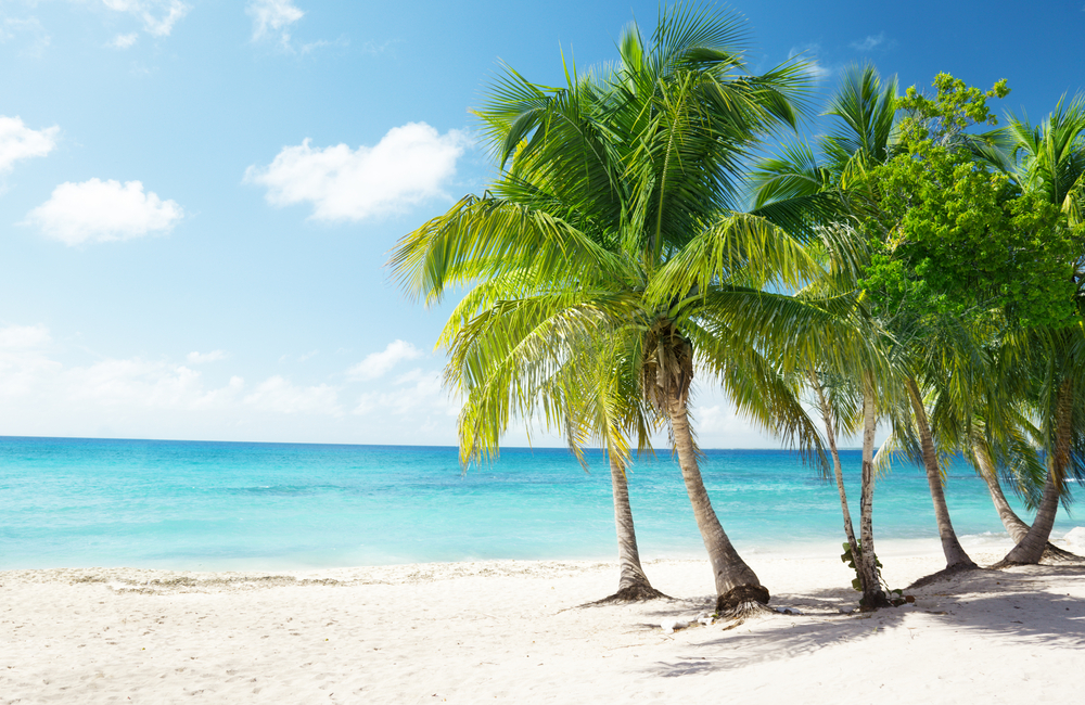 Caribbean sea and coconut palms