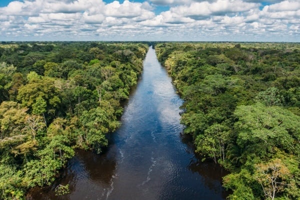 The Amazon