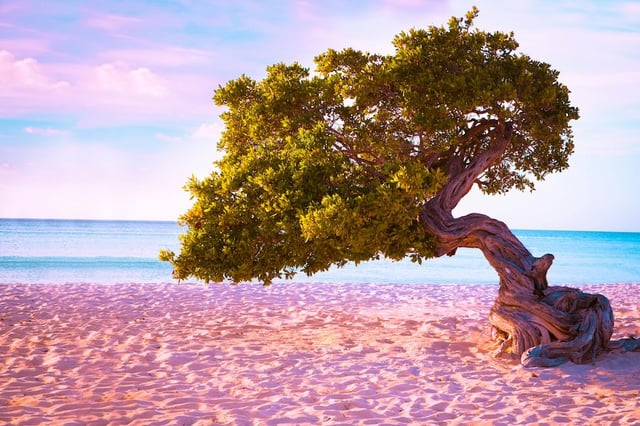 Divi Divi Tree