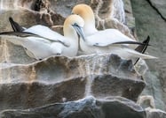 birds copy