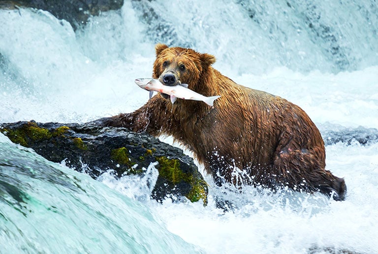 Bear in river with salmon