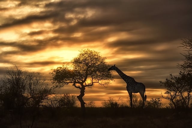 Giraffe