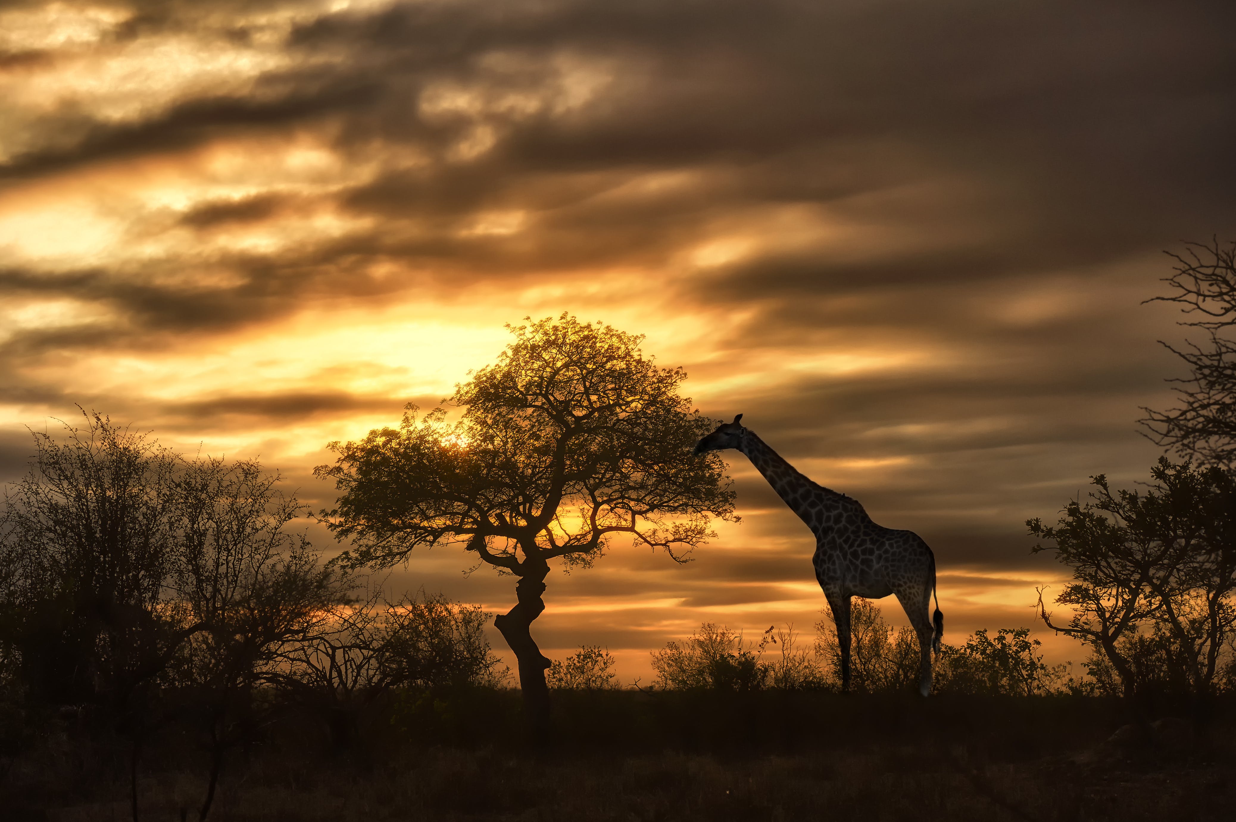 Giraffe at sunset during a safari