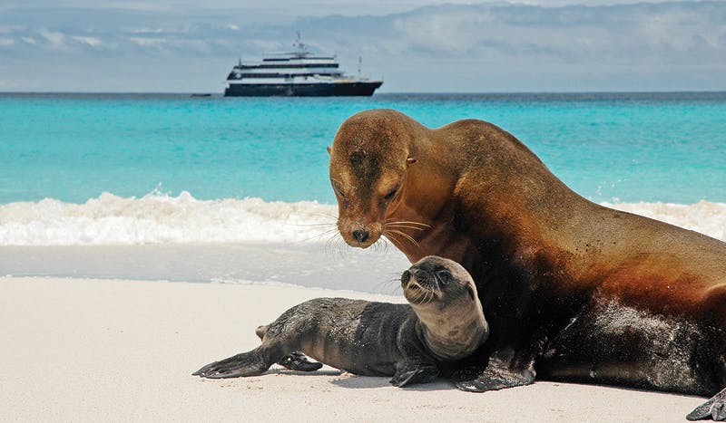 Seal and pup with Lindblad Expeditions in background