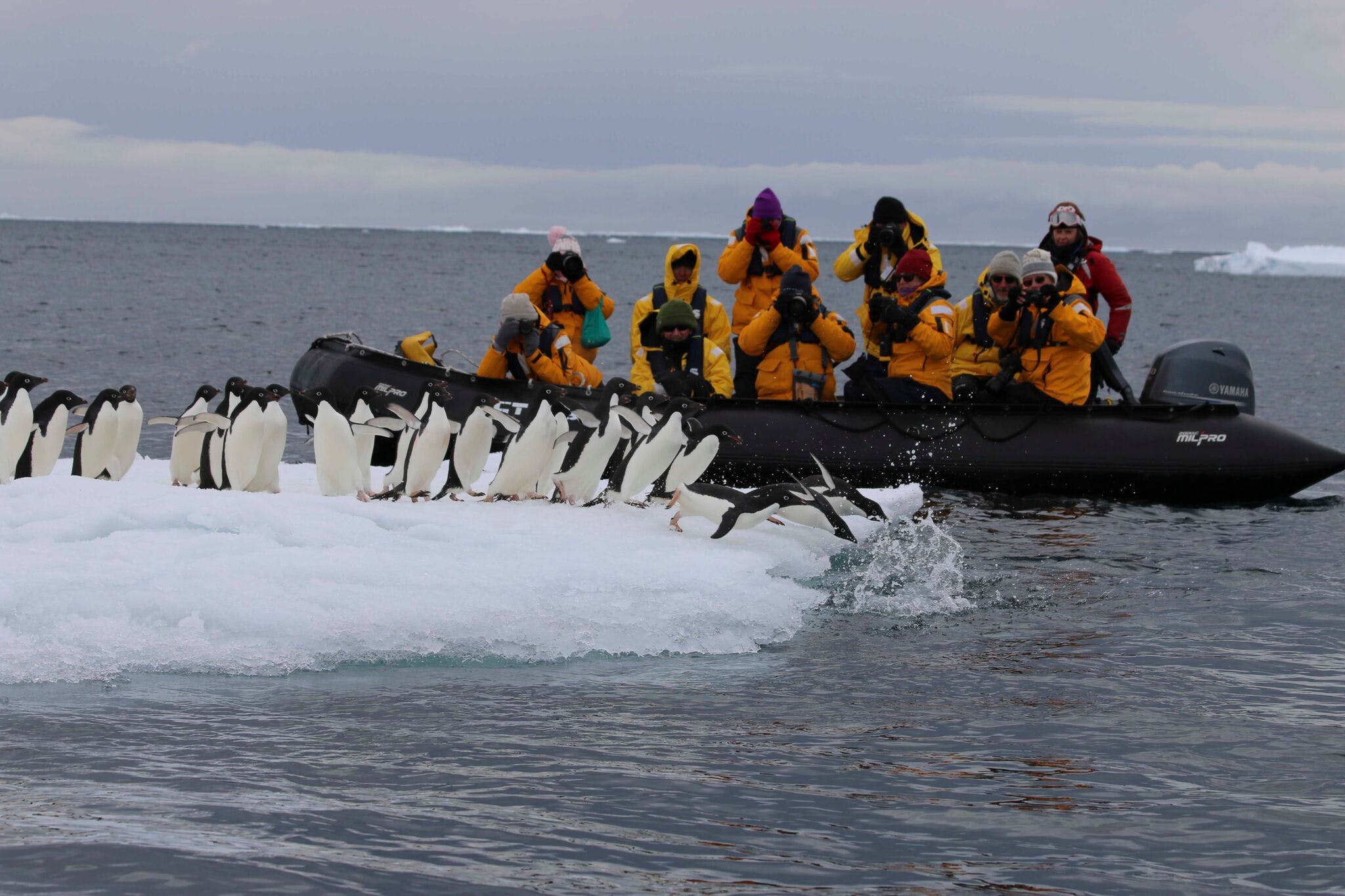 Zodiac watching penguins on Quark