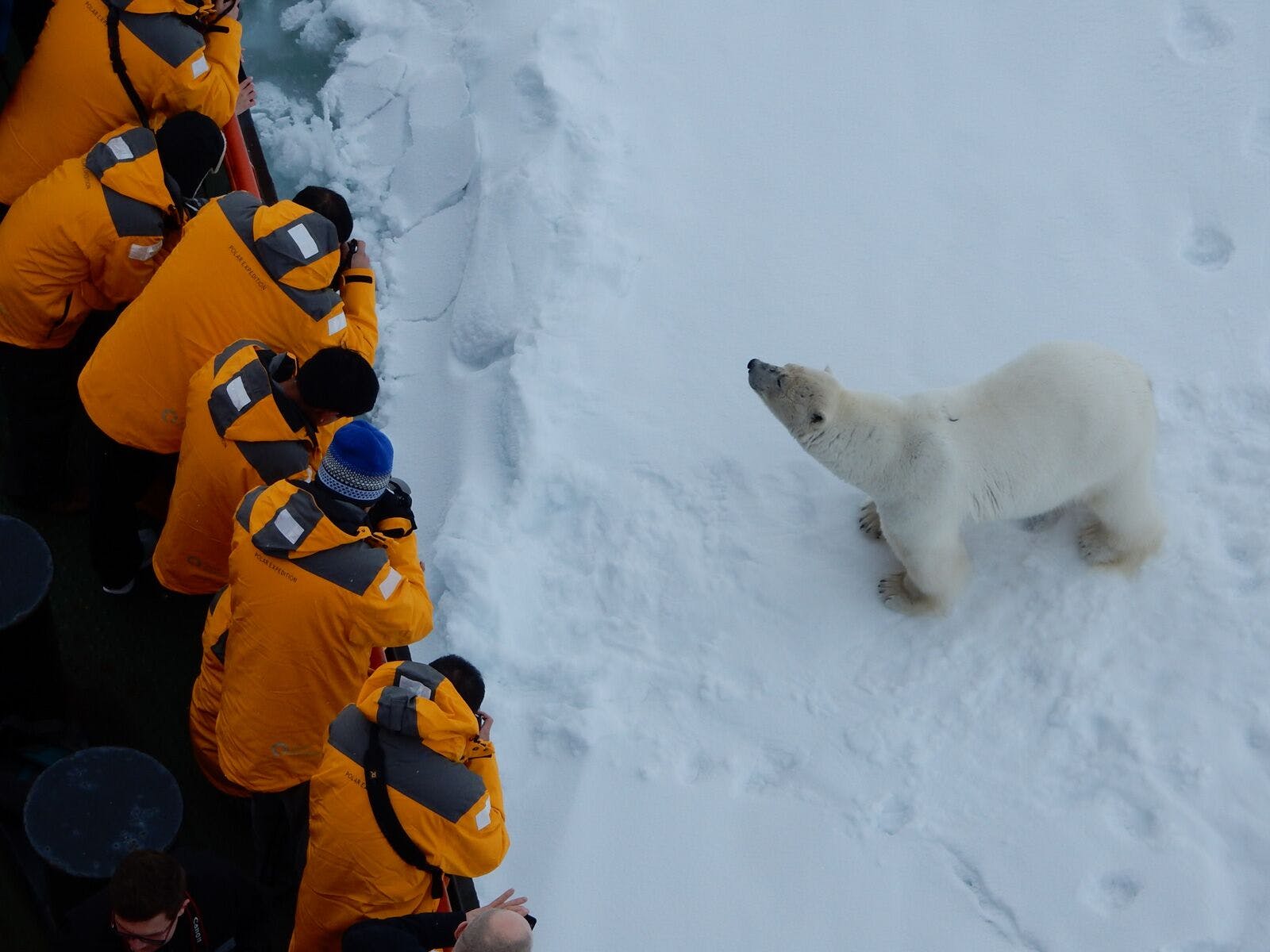 Quark Expeditions polar bear encounter