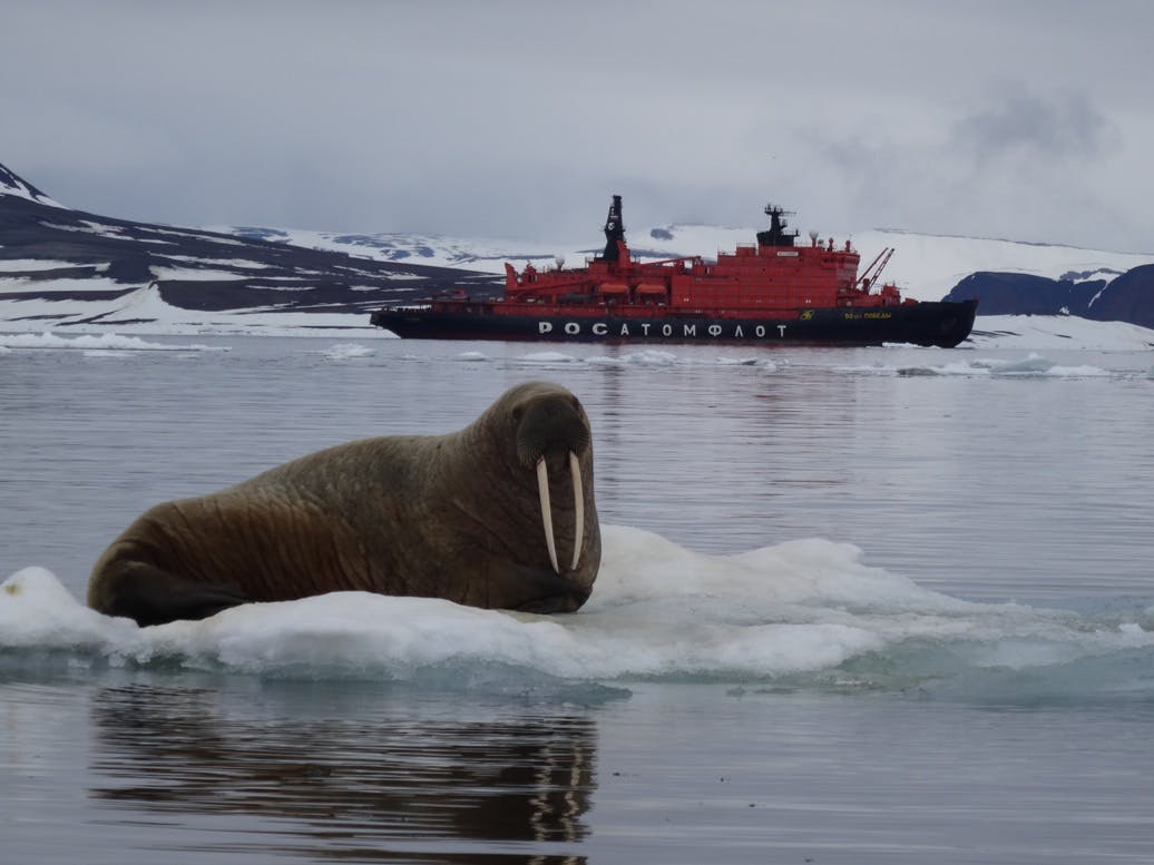 Walrus next to Quark expedition ship