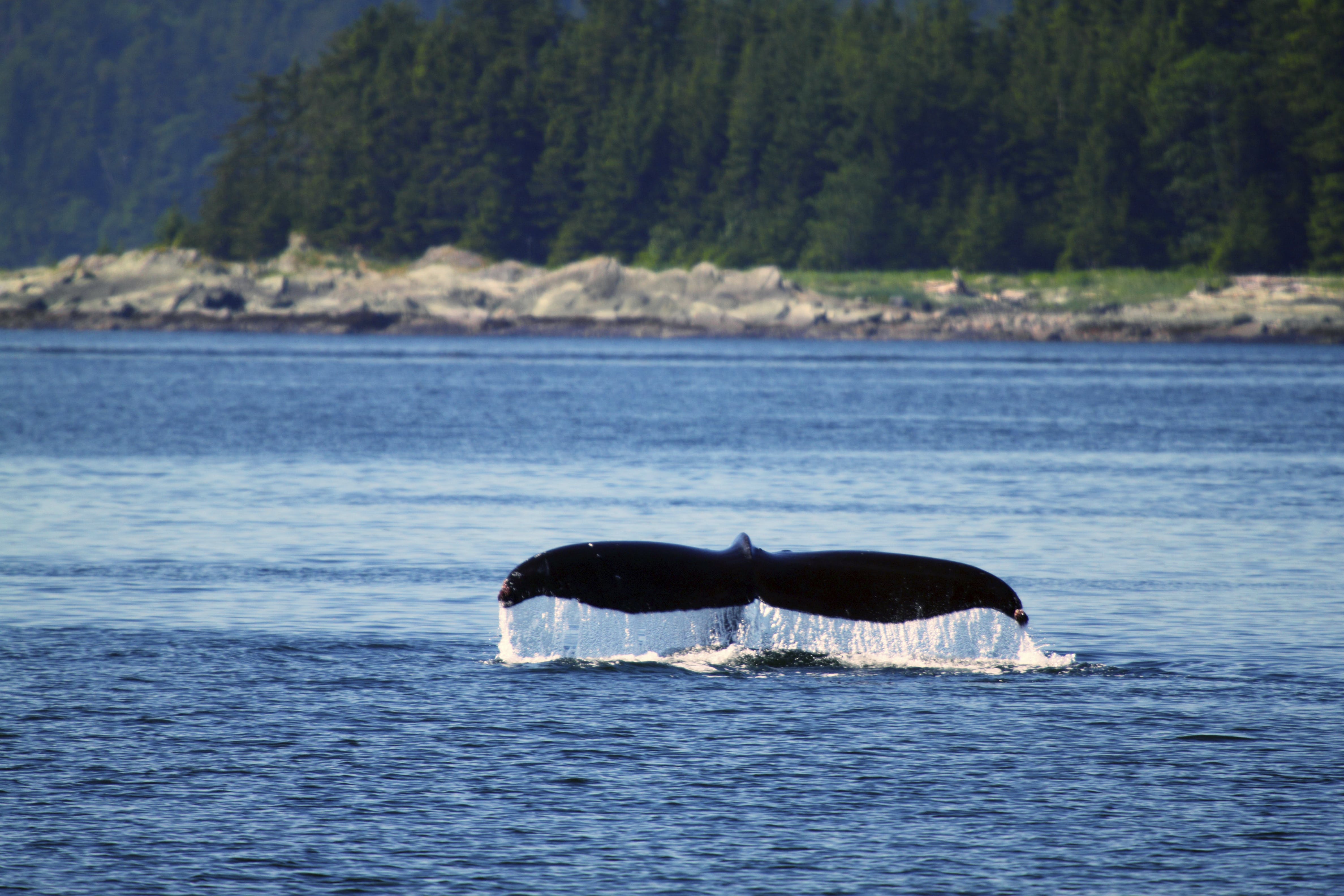 Alaska whales breaching