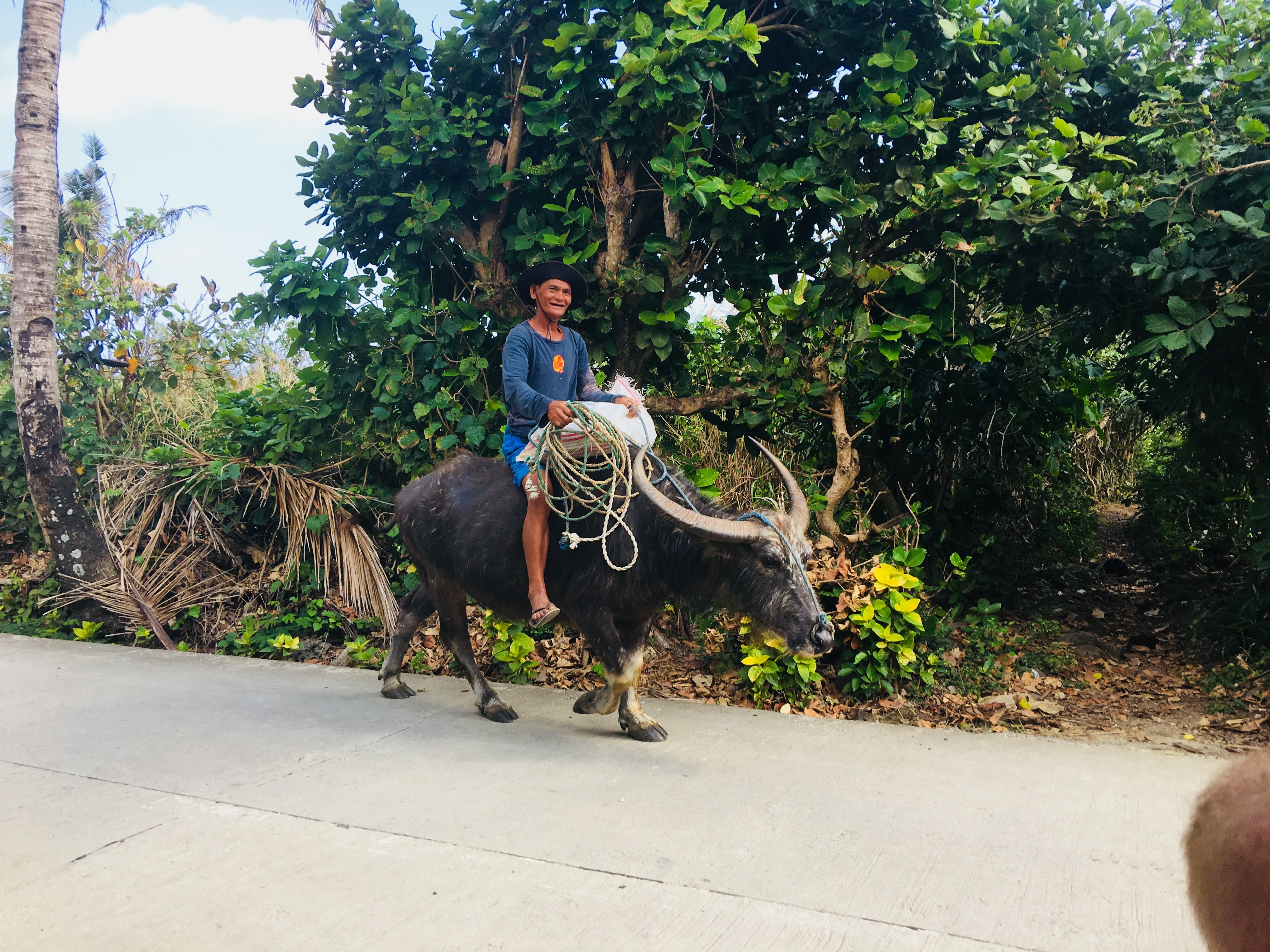 Local villager riding an oxen