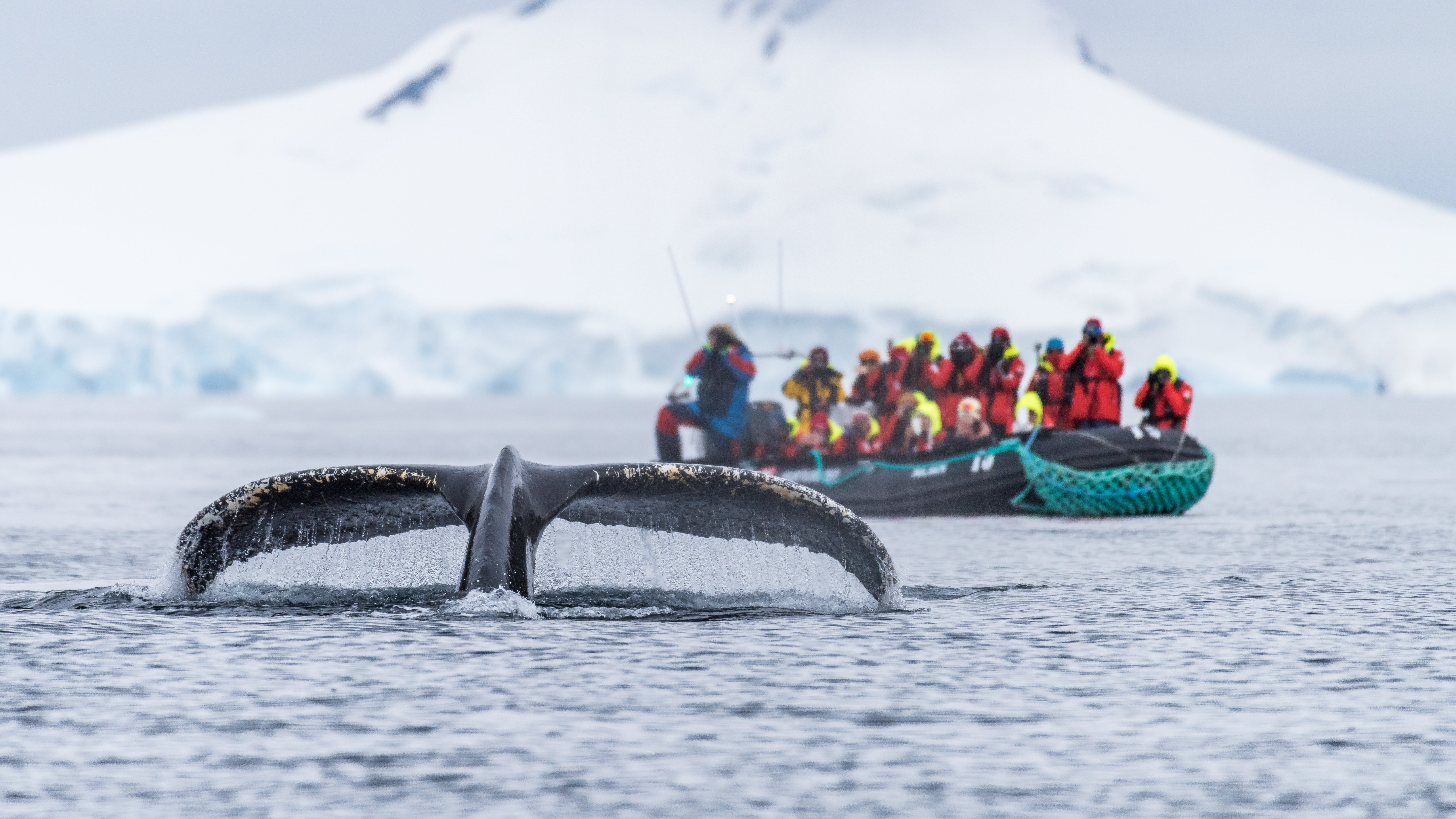 Zodiac in Wilhelmina Bay Antarctica