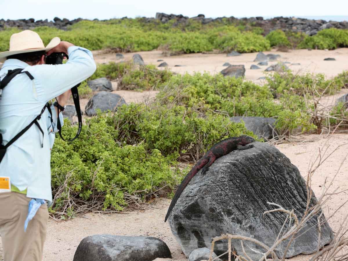 Man photographing iguana