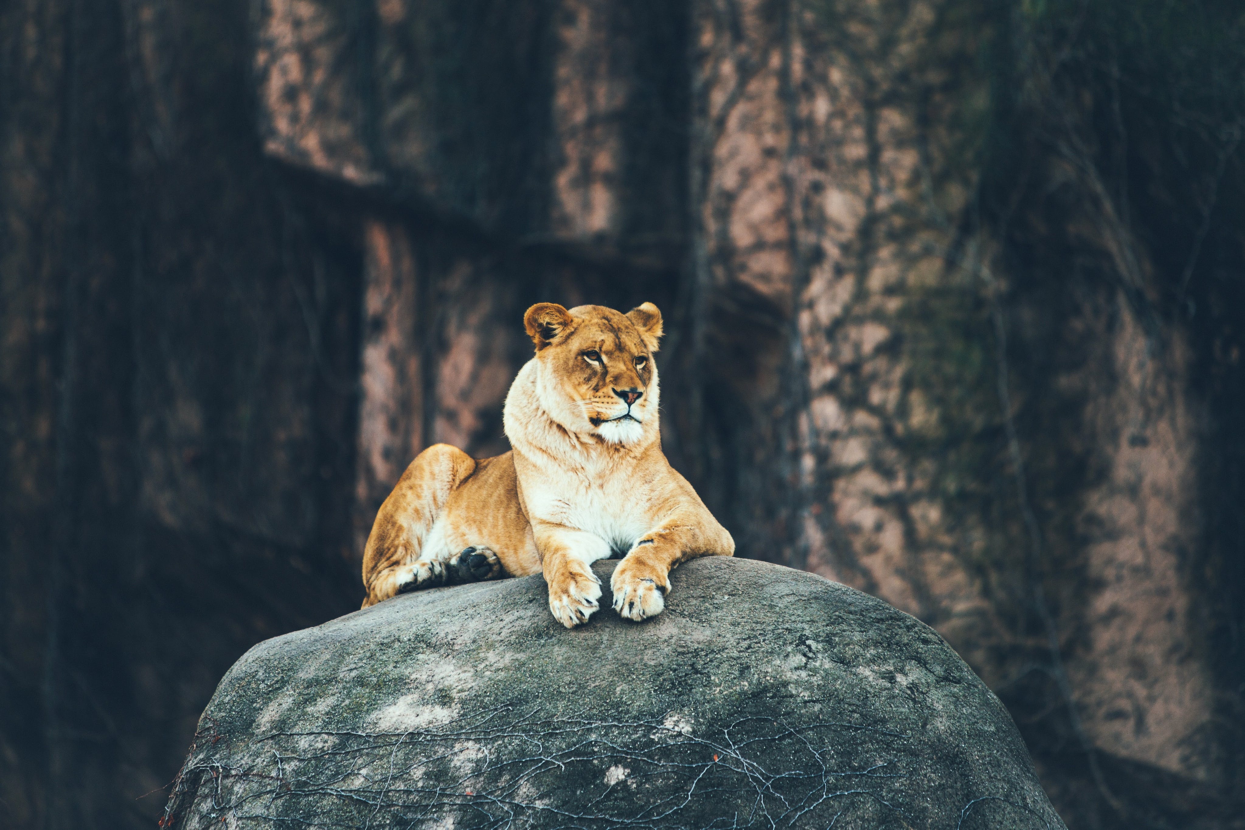 Lioness watches over her pride in a safari preserve.