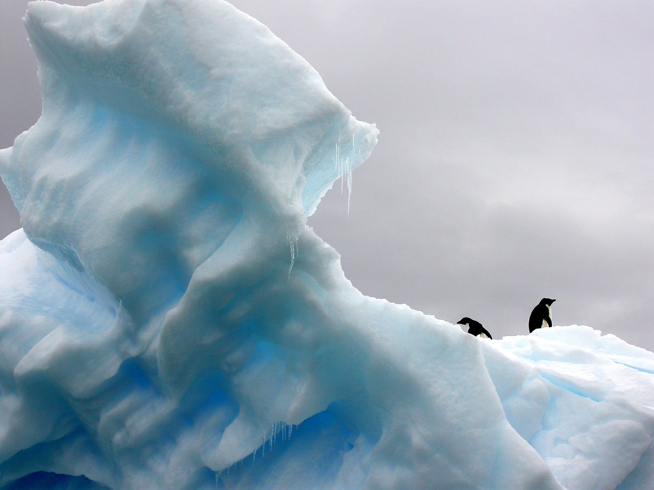 Six species of penguins can be found throughout Antarctica.