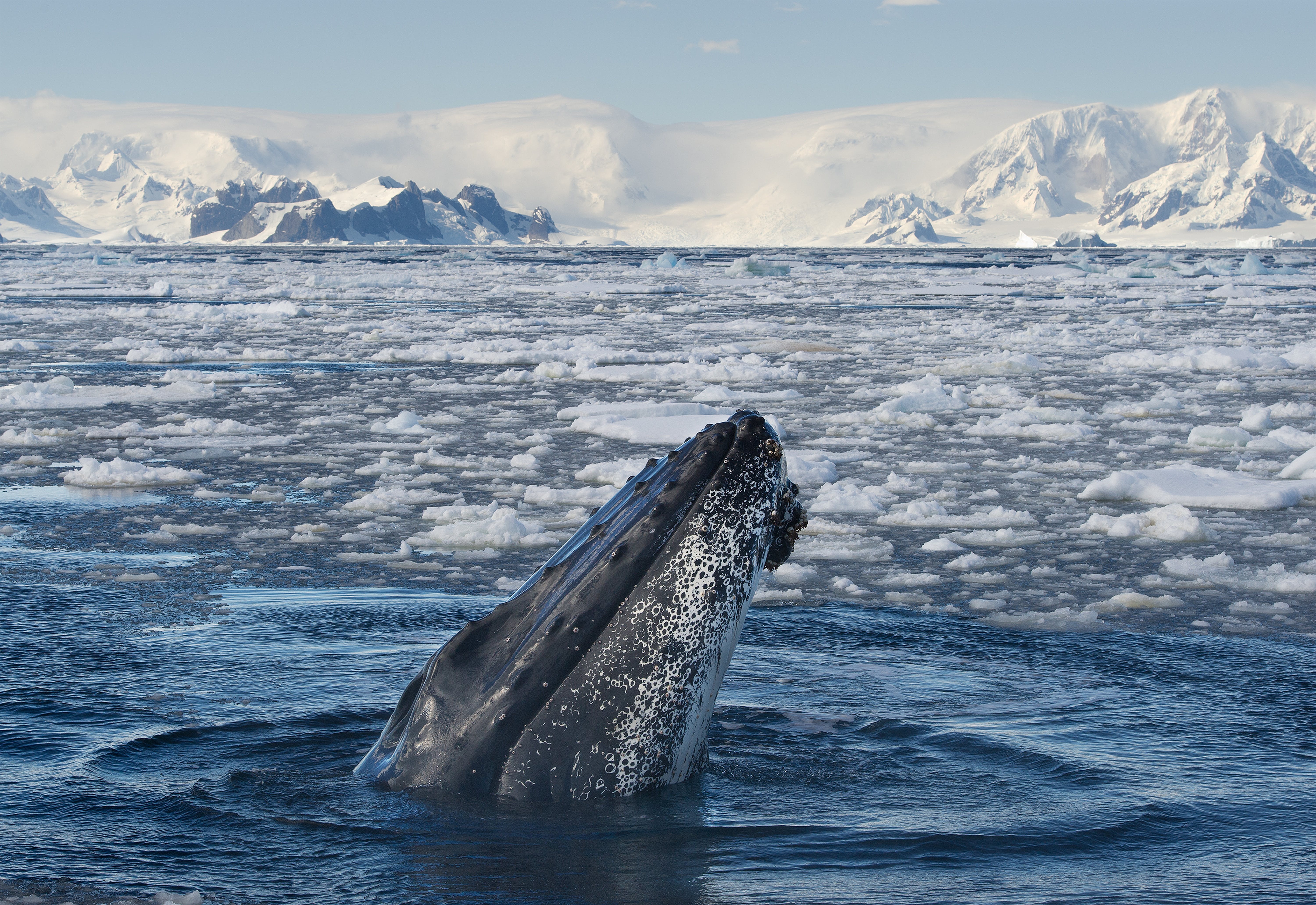 Whales make frequent appearances on polar expeditions.