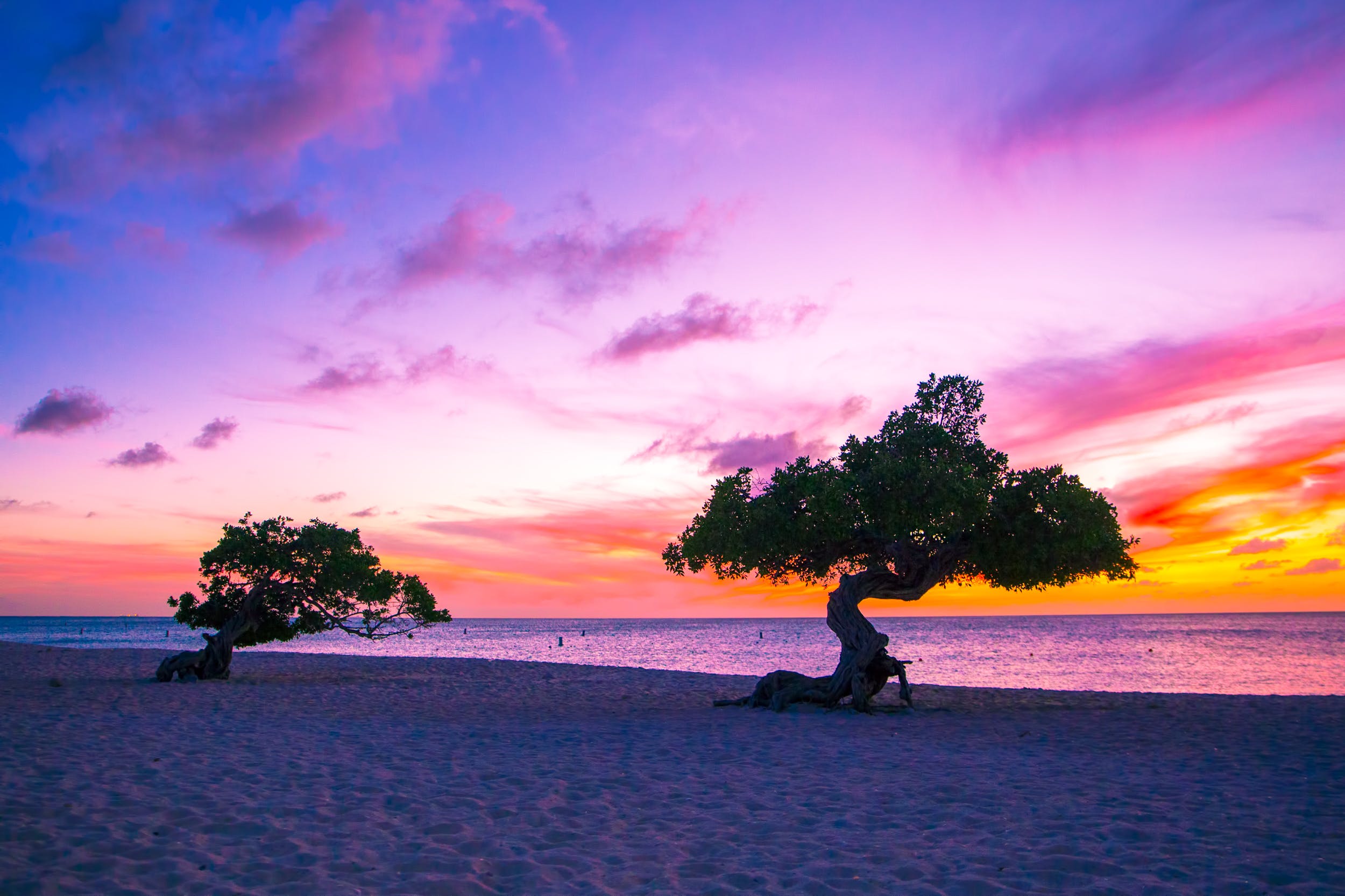 Divi Divi trees on Aruba Beach, Caribbean