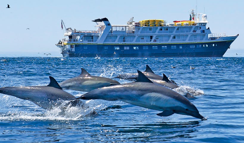 Expedition cruise with dolphins next to ship.