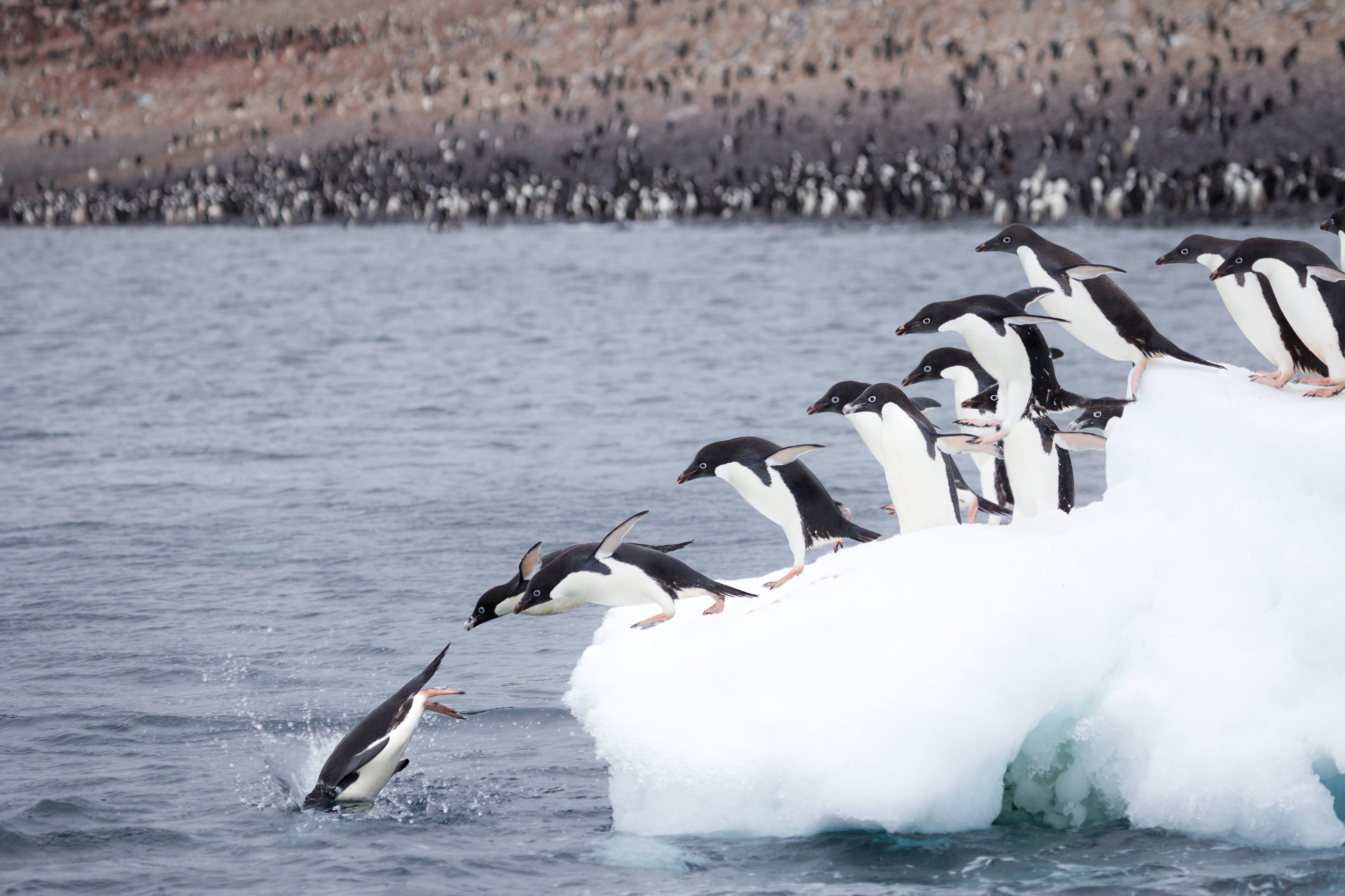 Antarctica penguins