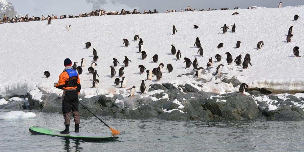 Interact with wildlife on a paddleboard.