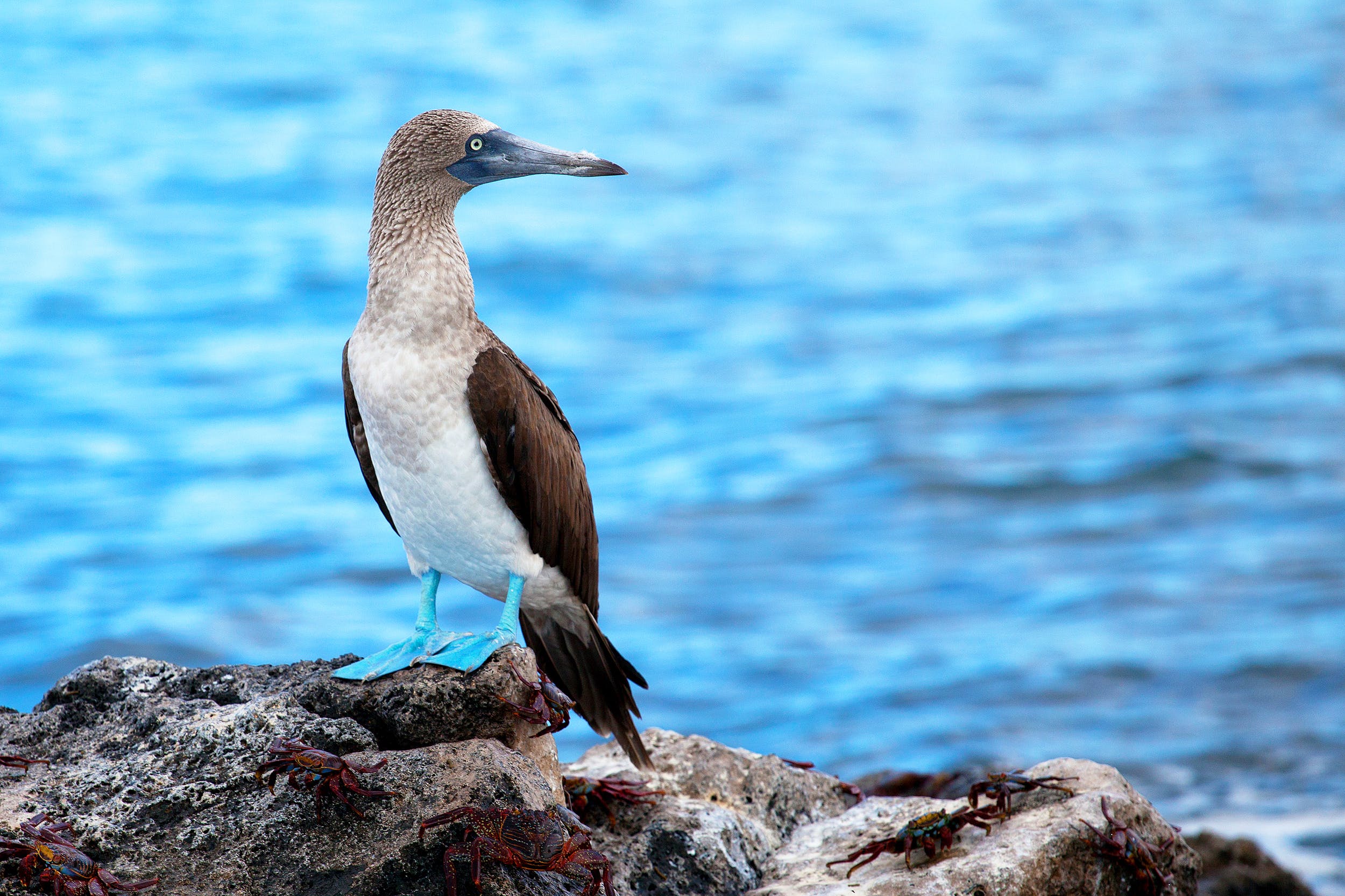 Galapagos Blue Footed Boobie bird
