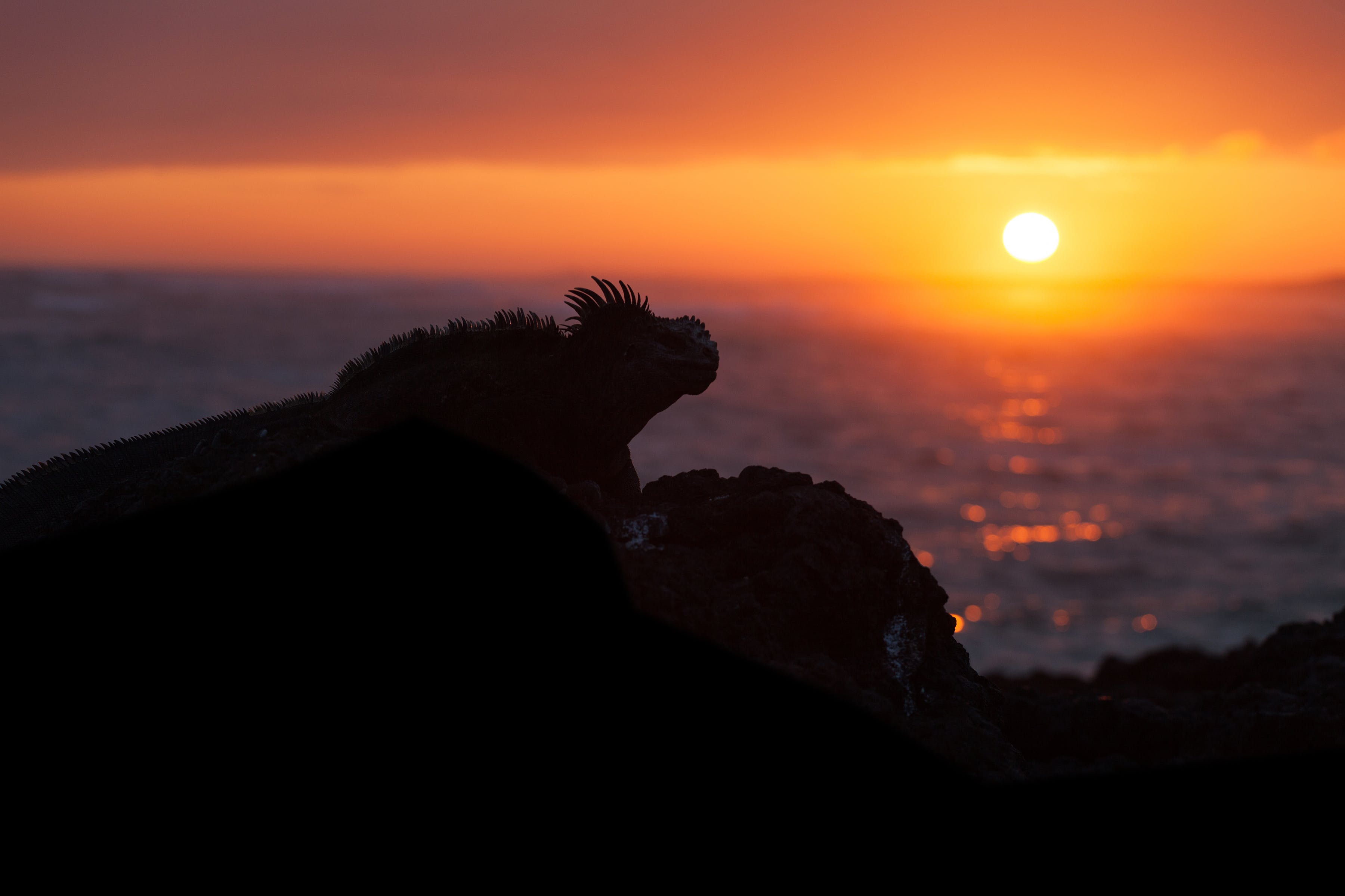 Galapagos sunset with iguana
