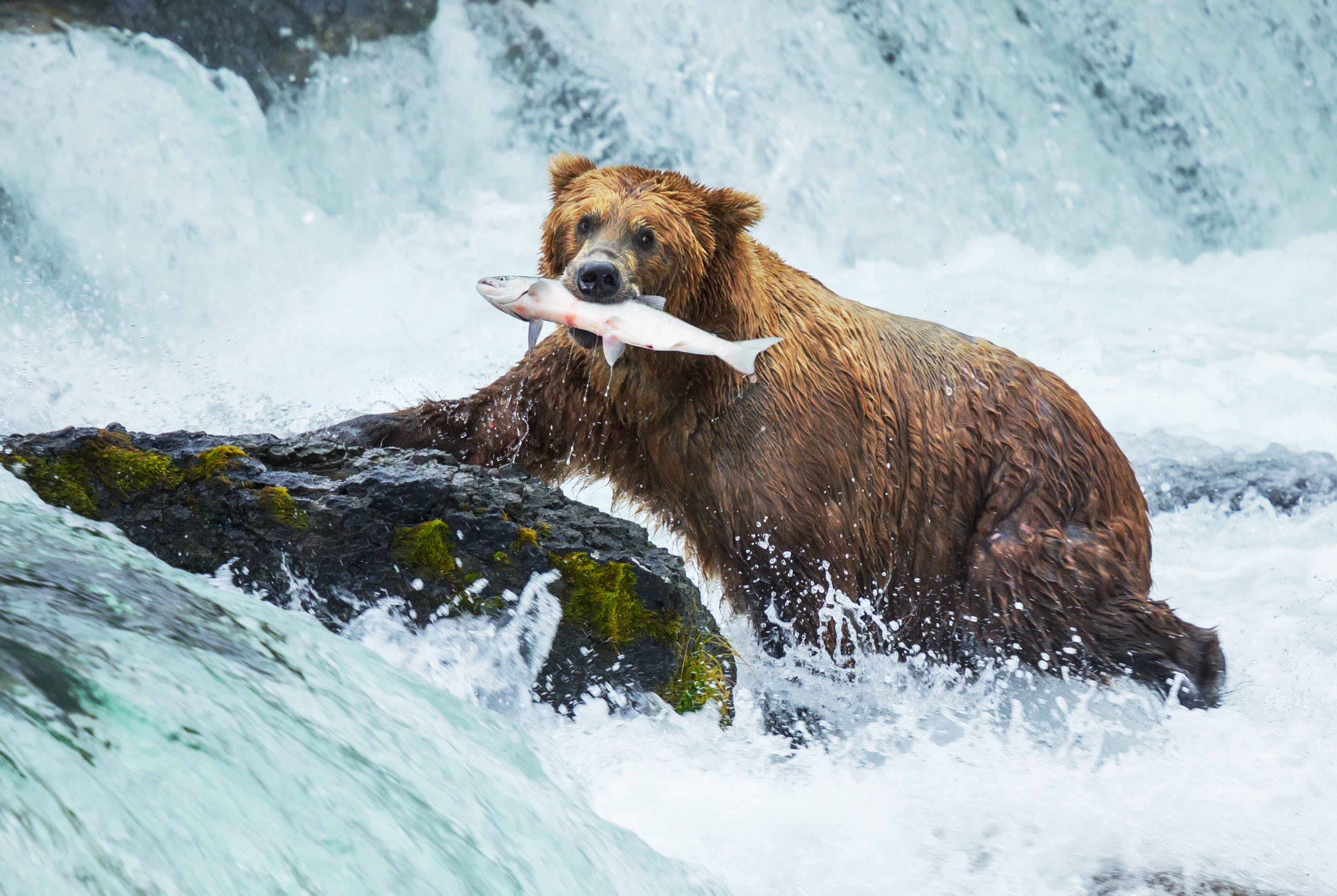 Grizzly bear eating salmon