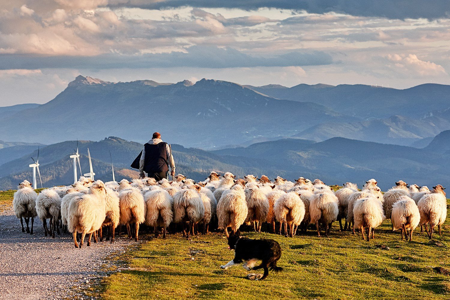 basque Spain shepherd