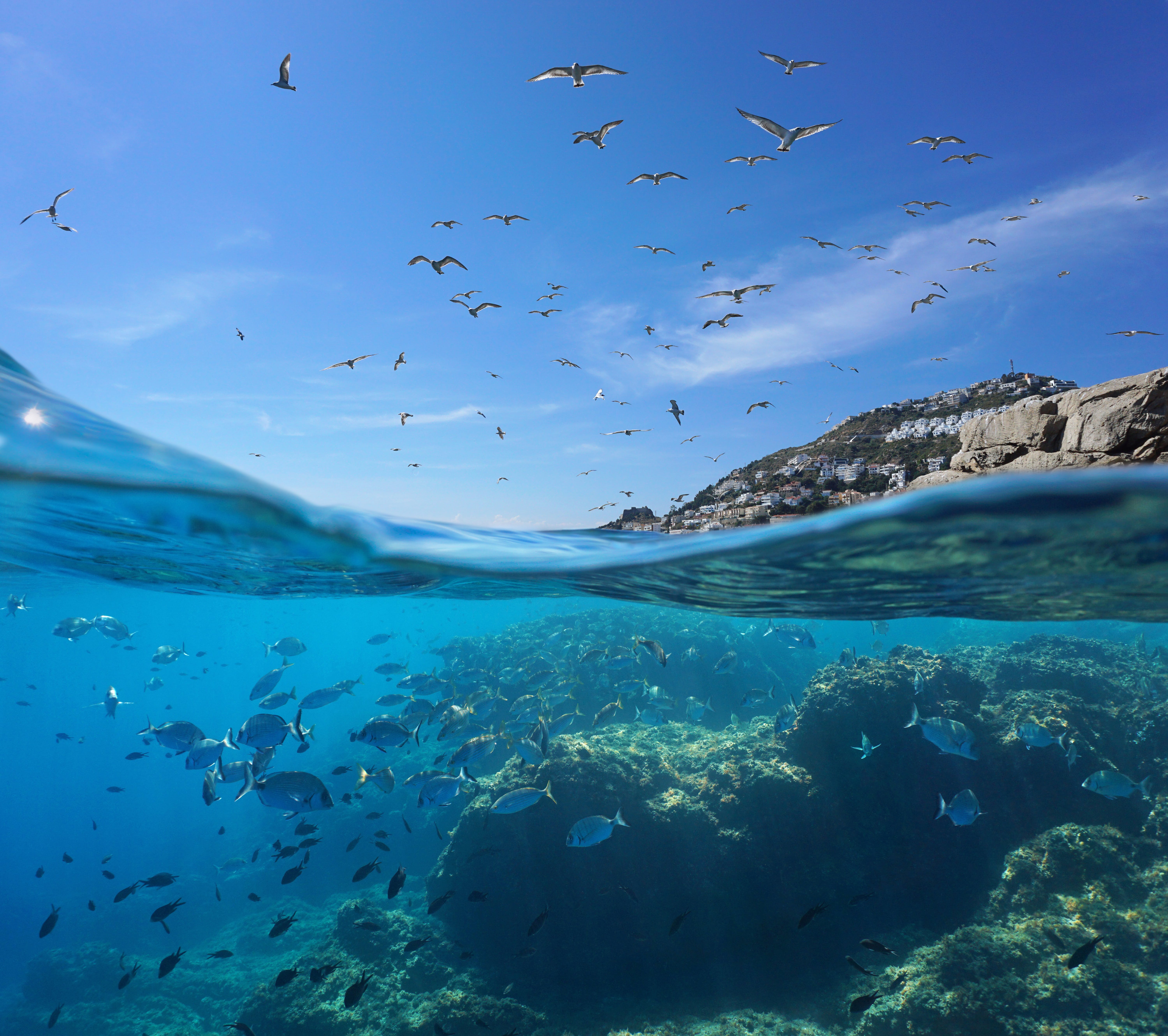 Marine life under the Mediterranean sea